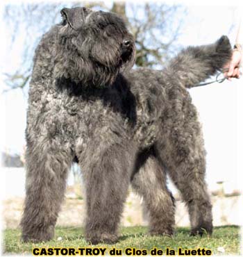 bouvier des flandres du clos de la luette - copyright déposé